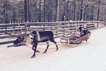 Reindeer Safari in Arctic Wilderness