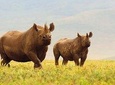 Day trip in Ngorongoro Crater