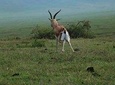 7 Day Amazing Budget Safari Tour Tanzania