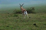 7 Day Amazing Budget Safari Tour Tanzania