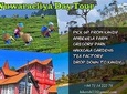 Nuwara Eliya Day Tour