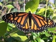 The Maui Butterfly Farm Tour!