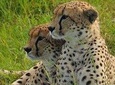  4 hours Nairobi National Park