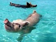Private Full Day Exuma Adventure with Swimming Pigs, Grotto and Sandbar 