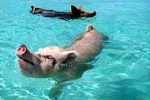 Private Full Day Exuma Adventure with Swimming Pigs, Grotto and Sandbar 