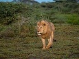 2 Days Join Group safari Tour Tanzania