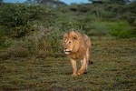 2 Days Join Group safari Tour Tanzania