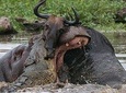 3 Day Private Safari in Serengeti and Ngorongoro National Park