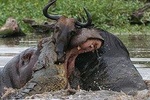 3 Day Private Safari in Serengeti and Ngorongoro National Park