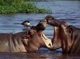 3 days Serengeti & Ngorongoro creater