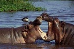 3 days Serengeti & Ngorongoro creater