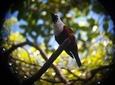 Birdwatching Tour in Monteverde at 6 AM with Entrance Fees and Breakfast 