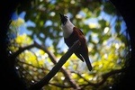 Birdwatching Tour in Monteverde at 6 AM with Entrance Fees and Breakfast 