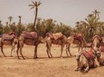 Marrakesh Palm Grove Camel Ride