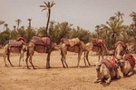 Marrakesh Palm Grove Camel Ride