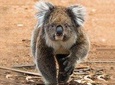Guided Koala Walk