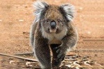 Guided Koala Walk