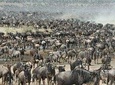 5 Days Mid-range Safari Serengeti, Ngorongoro, lake Manyara and Tarangire