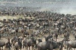 5 Days Mid-range Safari Serengeti, Ngorongoro, lake Manyara and Tarangire