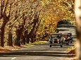 Blue Mountains Vintage Cadillac Tour with Local Guide