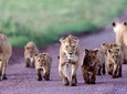 5 Days Serengeti Camping Safari