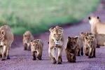 5 Days Serengeti Camping Safari