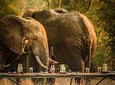 3 Days Safari - Mikumi National Park