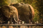 3 Days Safari - Mikumi National Park