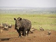 Half Day Nairobi National Park and Elephant Ophanage Tour From Nairobi