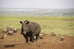 Half Day Nairobi National Park and Elephant Ophanage Tour From Nairobi