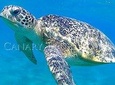 Turtles Bay, Swimming with Turtles Hurghada & Marsa ALam 