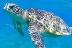 Turtles Bay, Swimming with Turtles Hurghada & Marsa ALam 