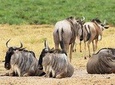 4 Days Masai Mara & Lake Naivasha From Nairobi 