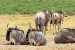 4 Days Masai Mara & Lake Naivasha From Nairobi 
