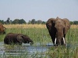 Chobe Day Trip Botswana