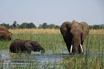 Chobe Day Trip Botswana