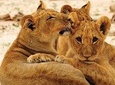 Hwange National Park Full Day Game Drive Safari