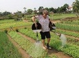 Tra Que Herb Village from Hoi An