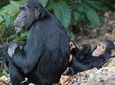 3 Days Chimpanzee Tracking-Gombe National Park