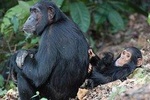 3 Days Chimpanzee Tracking-Gombe National Park