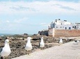 Small Group Day Tour to Essaouira from Marrakech