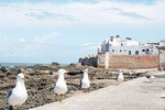 Small Group Day Tour to Essaouira from Marrakech