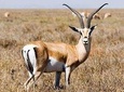5 Day Mid range Tanzania Safari 