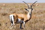 5 Day Mid range Tanzania Safari 