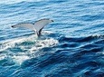 Noosa Whale Watching