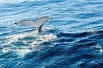 Noosa Whale Watching