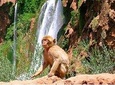Private Day Tour To The Ouzoud Falls From Marrakech