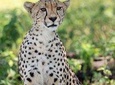 2 Days Budget Camping Safari Tour Tanzania