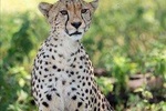 2 Days Budget Camping Safari Tour Tanzania