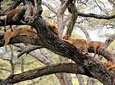 4 Days Join Group Tarangire Serengeti and Ngorongoro